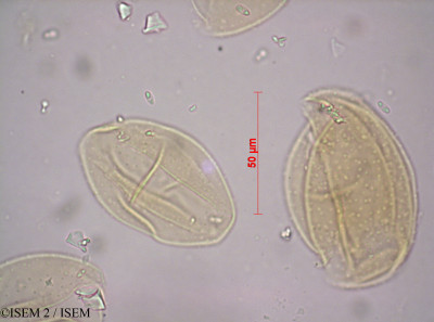 ISEM 2/Ammocharis_coranica_14671/Ammocharis_coranica_14671_0001(copy)_thumb.jpg